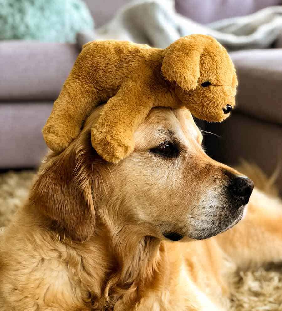 Dozer the golden retriever dog with toy dog on head